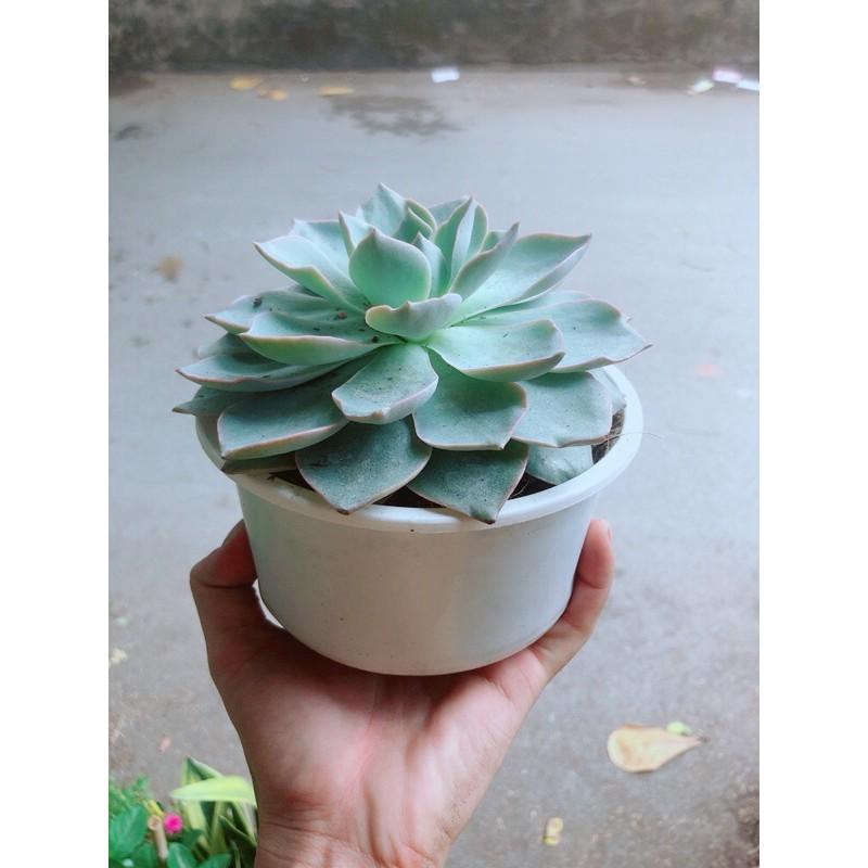 Sen Đá Hồng Phấn Đường Kính 13-14cm