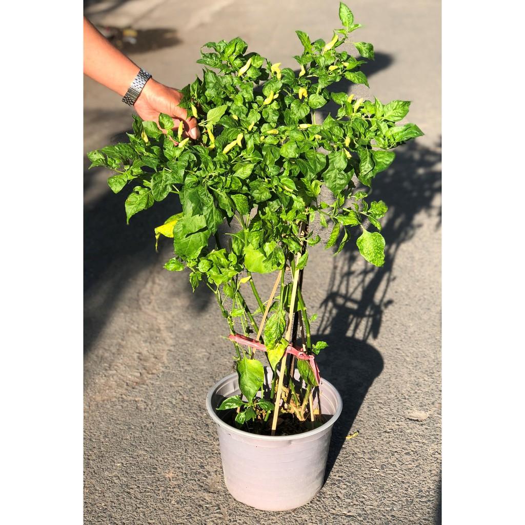 Cây ớt trắng Phan Thiết cao 70 - 90 cm