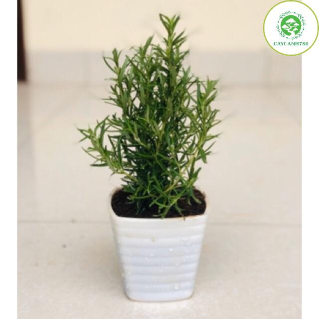 Cây hương thảo - rosemary - cây gia vị với hương thơm dịu nhẹ, vừa đuổi muỗi lại giúp thư giãn
