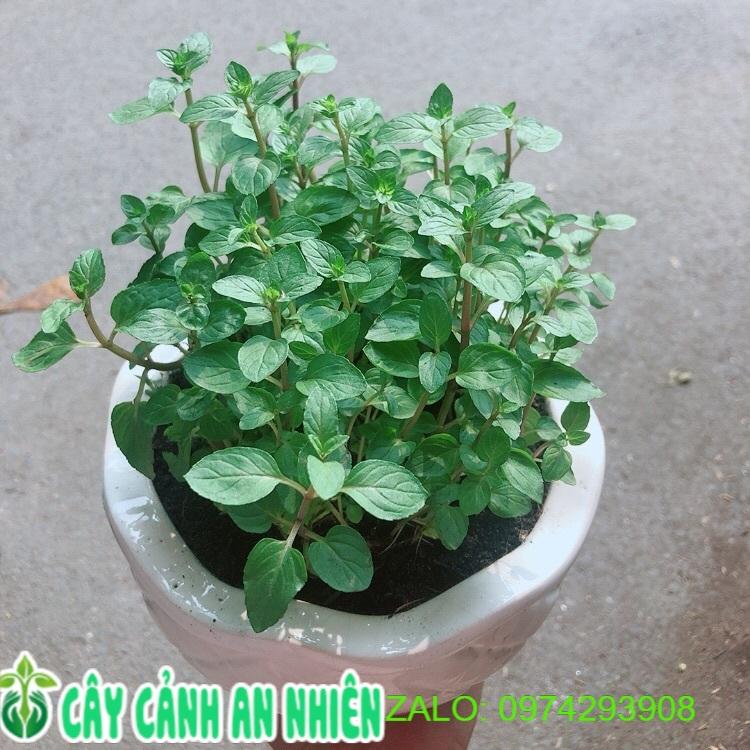 Chậu Cây Bạc Hà