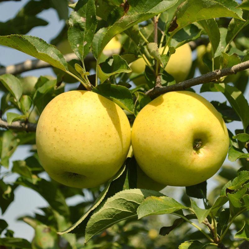Cây giống lê vàng quả ngọt - NĂNG SUẤT - CHUẨN GIỐNG