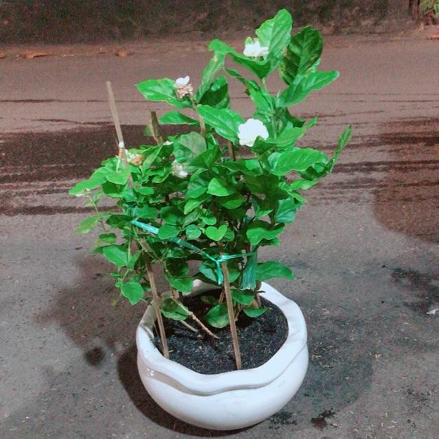 Chậu Cây Hoa Nhài