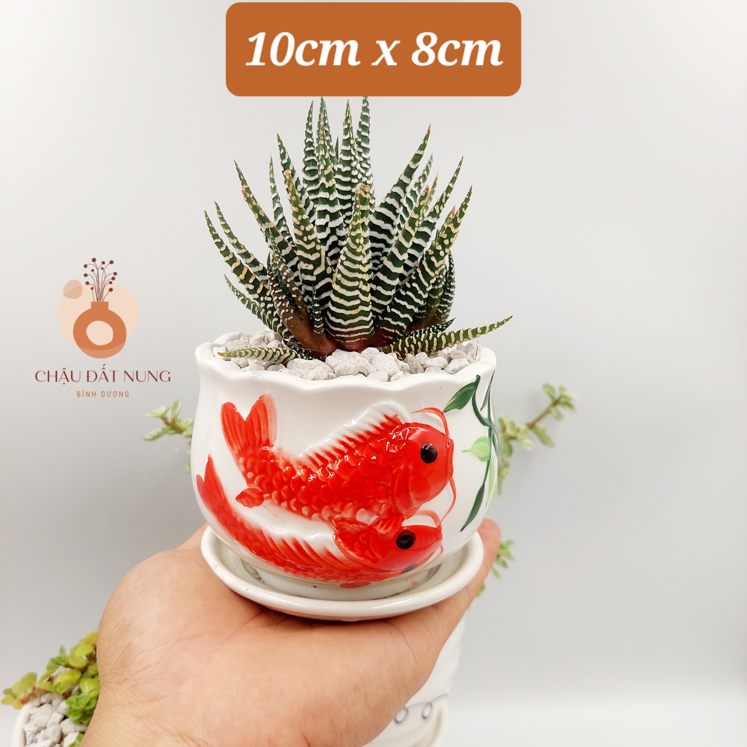 Chậu sứ tráng men size nhỏ, KÈM DĨA, miệng chậu 9-11cm, chiều cao 9-11cm