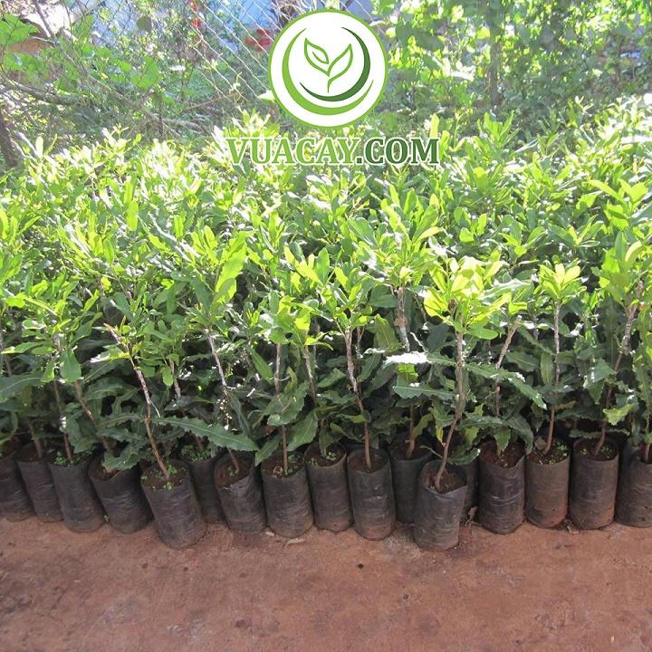 CÂY GIỐNG CÂY MẮC CA , CAM KẾT GIỐNG CHUẨN F1
