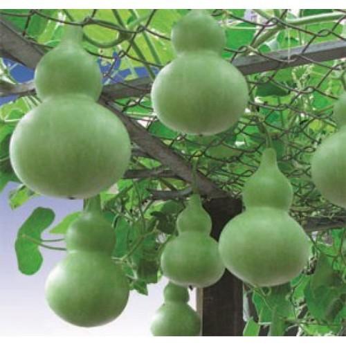 Hạt giống bầu hồ lô cao sản