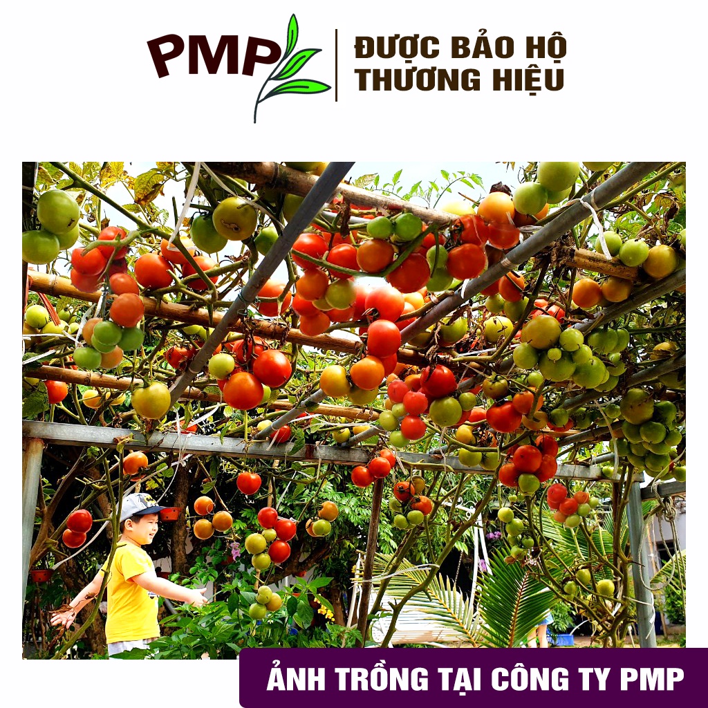 Combo bộ phân bón hữu cơ PMP trồng cà chua bạch tuộc - Phân cải tạo đất Fermic - Super Probio - Soymic V – Đạm Cá - Bã Mía