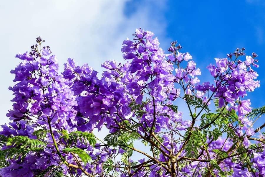 Cây phượng tím, cây giống phượng tím, hoa tím chùm rủ cực đẹp, tình yêu và chung thủy