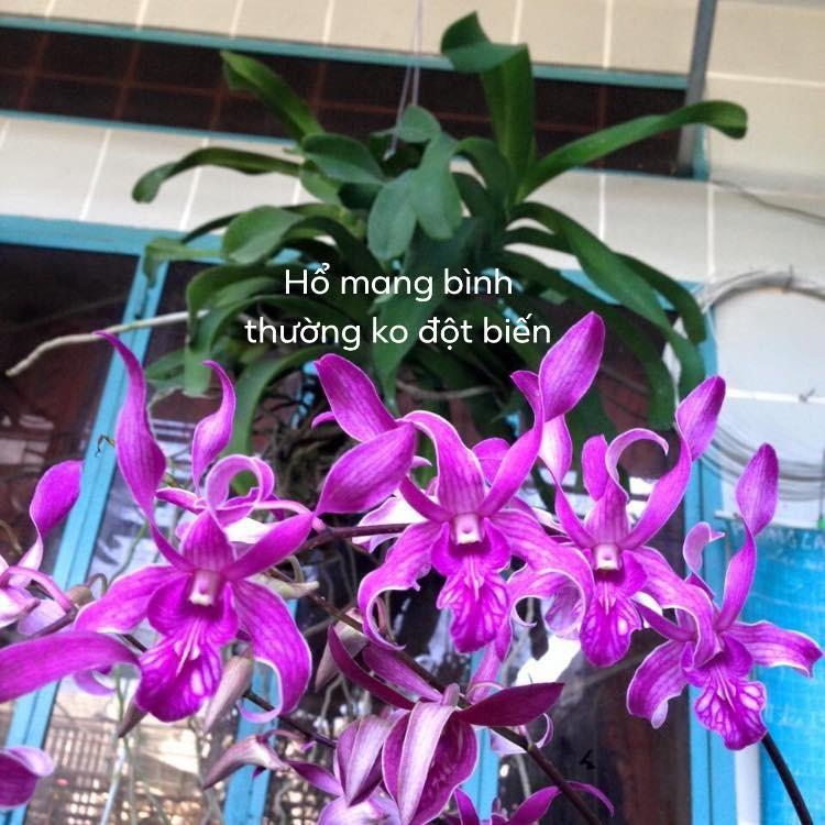Cây giống dendro nắng thơm đủ màu, siêu hoa, hoa siêu thơm - cgdrndm