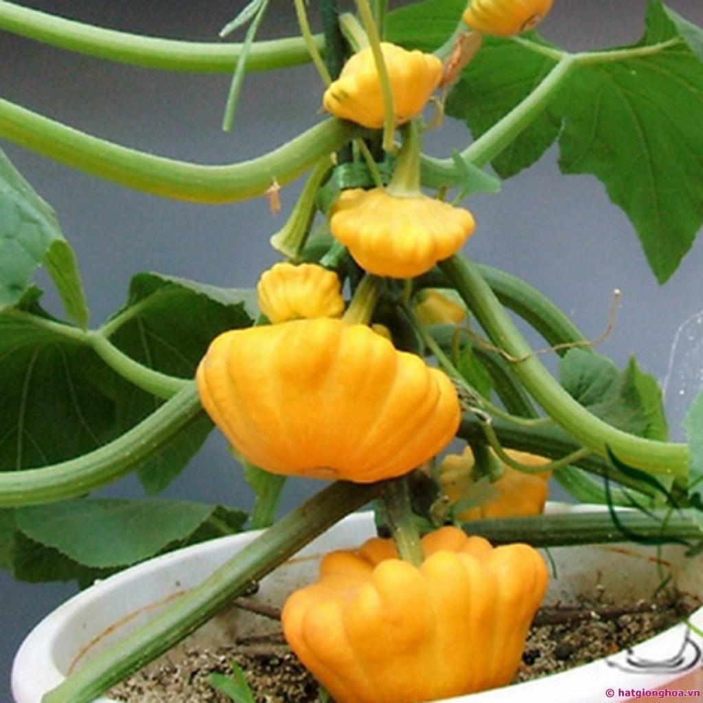 Hạt Giống Bí Đĩa Bay Vàng Sai Trái