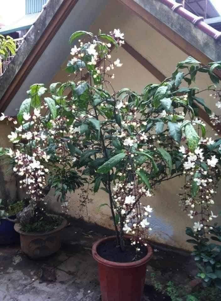 CÂY HOA DẠ NGỌC MINH CHÂU cây đẹp chuẩn giống