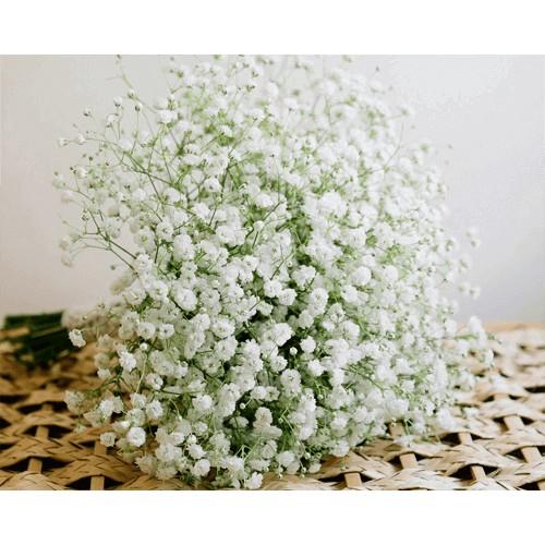 Hạt giống hoa baby nhiều màu 100 hạt