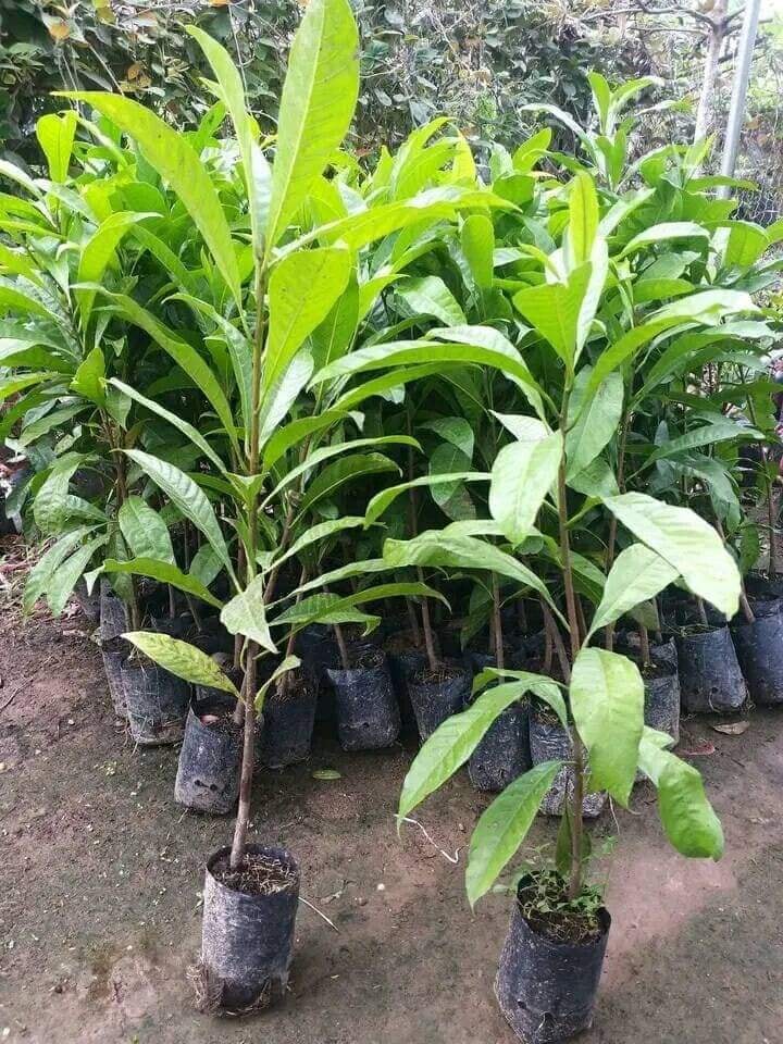 Cây giống trứng gà
