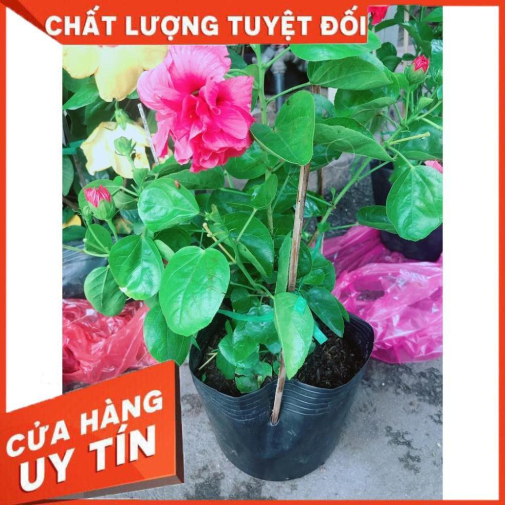 Hoa Dâm Bụt Hồng