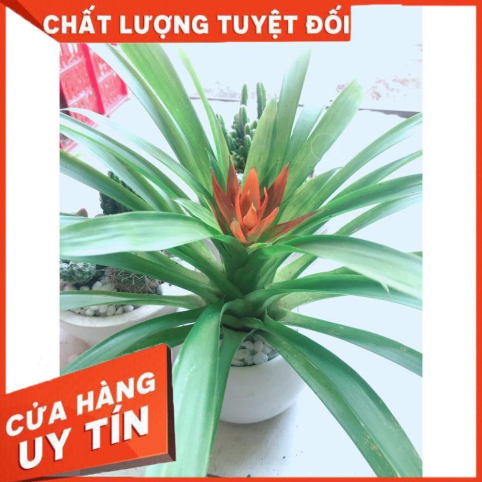 Chậu cây phong lộc hoa