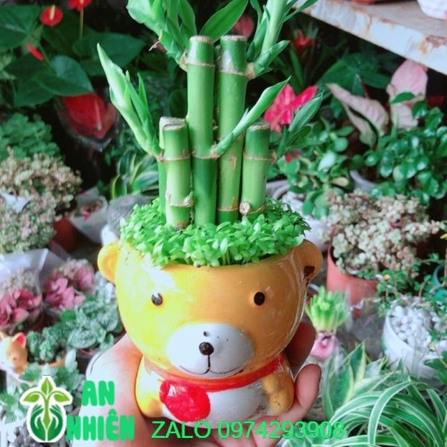 Chậu Cây Trúc Phát Tài