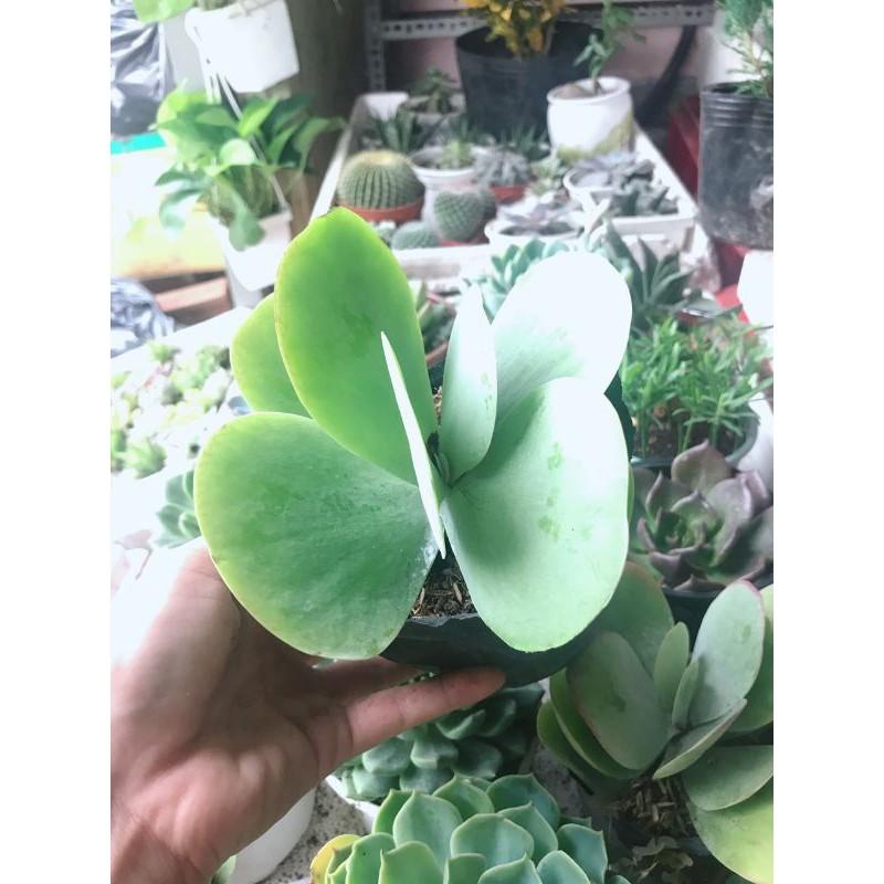 Sen đá cánh bướm kèm chậu sứ Bán Chạy