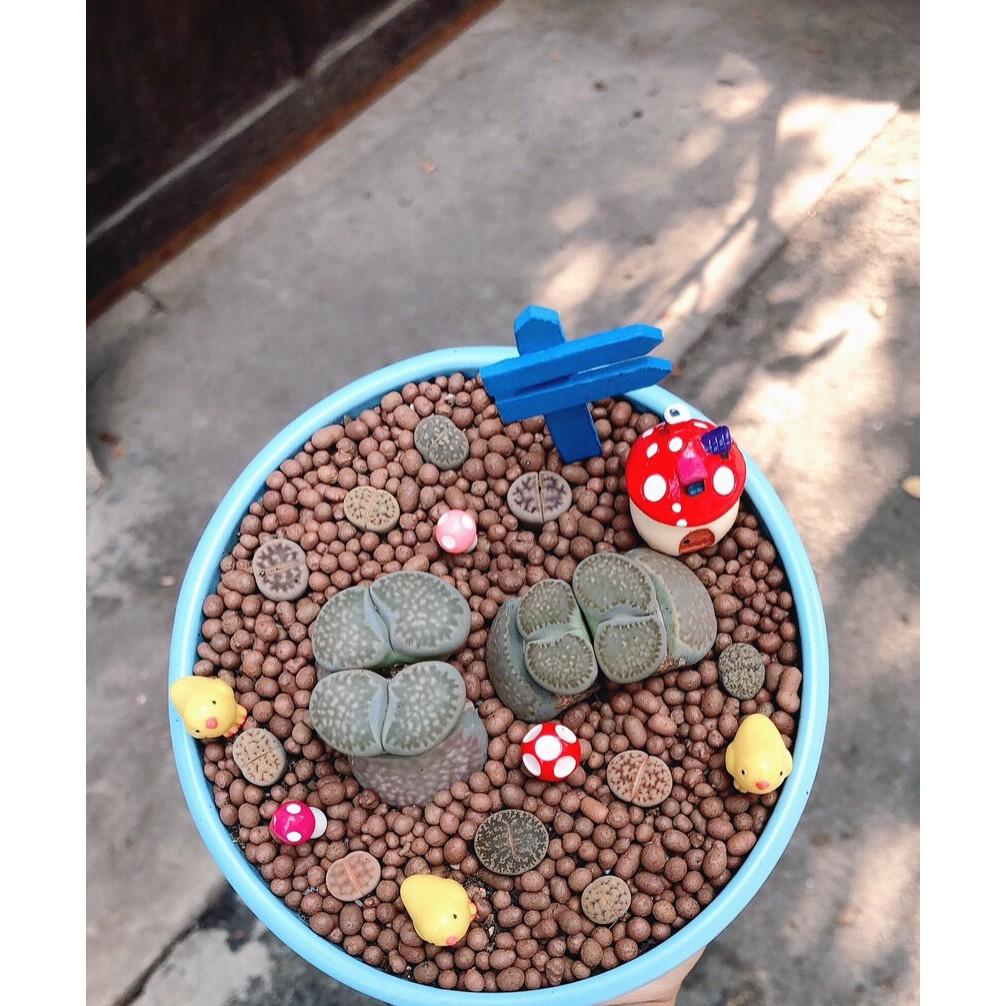 Chậu cây Lithops