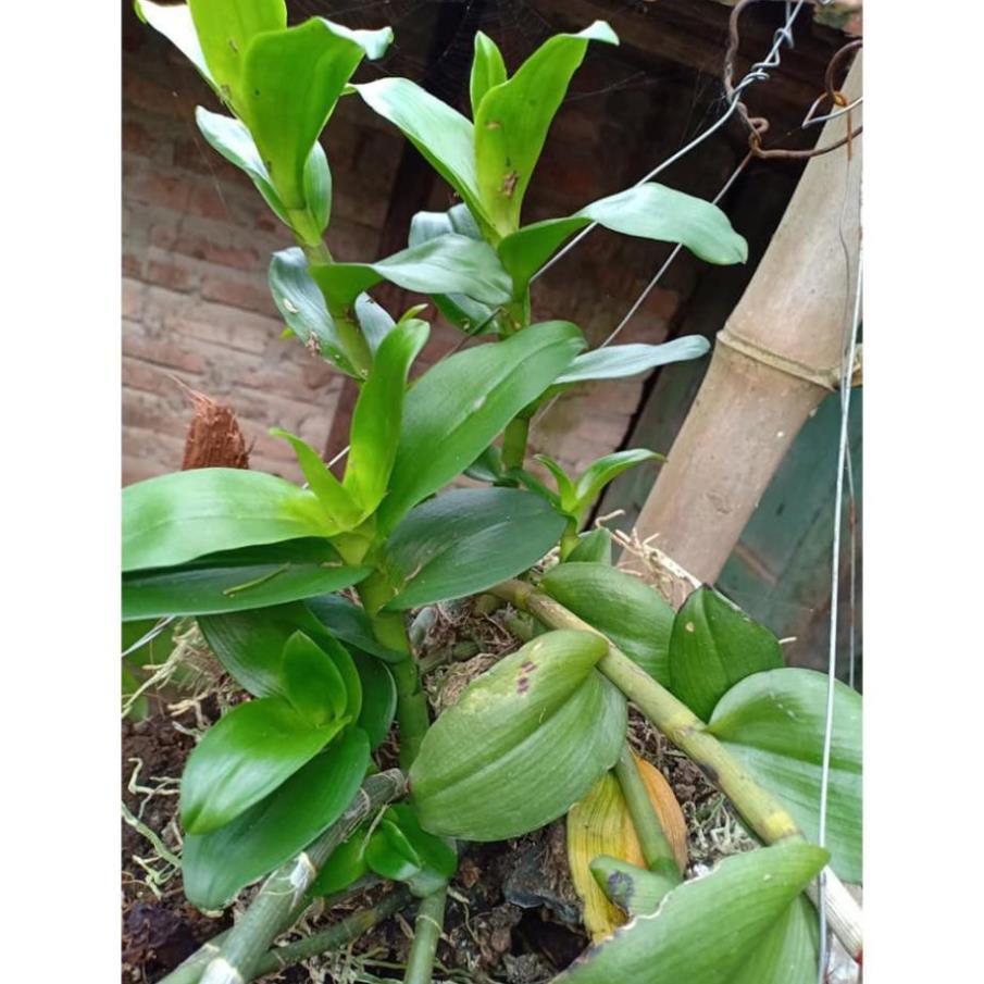 Phong lan phi điệp
