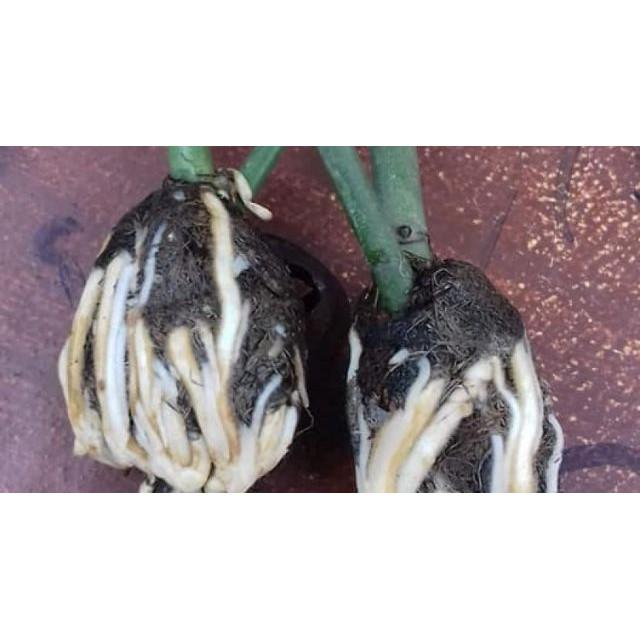 Rễ bèo tây