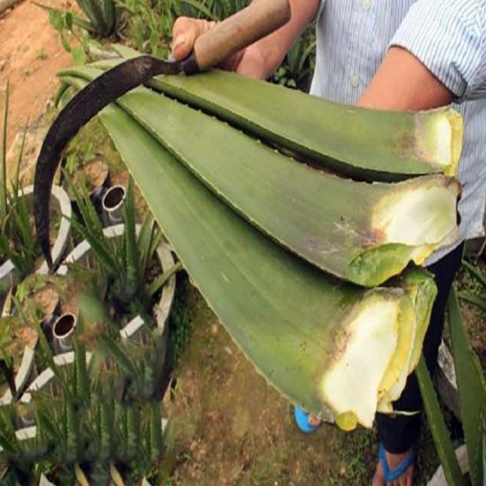 CHẬU CÂY NHA ĐAM THÁI, BẸ SIÊU TO,SIÊU DỄ TRỒNG, SIÊU NĂNG SUẤT, SIÊU KINH TẾ