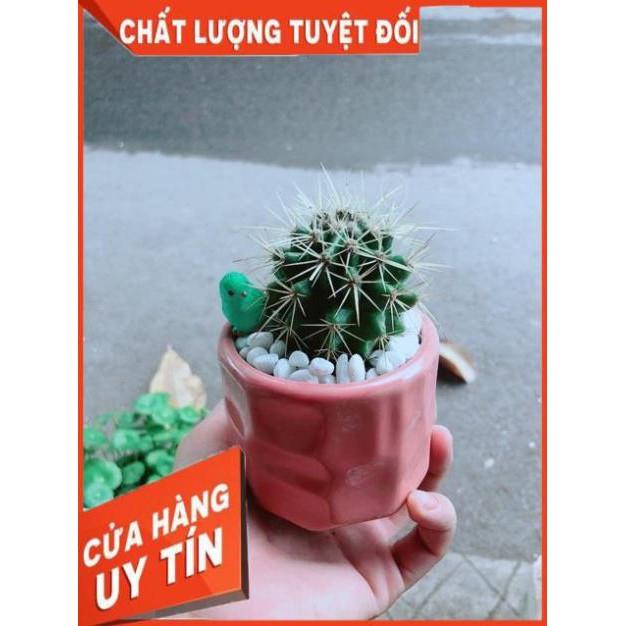 Chậu Xương Rồng Kim Hổ