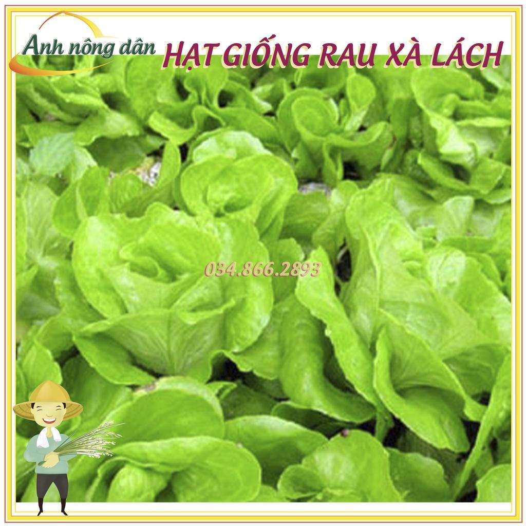Gói 1g Hạt giống rau xà lách mỡ, xà lách đăm chất lượng tốt, năng suất cao