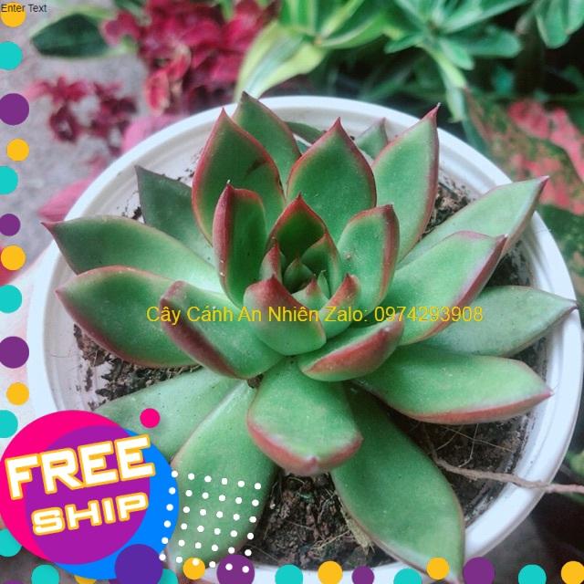 Sen Đá Viền Đỏ