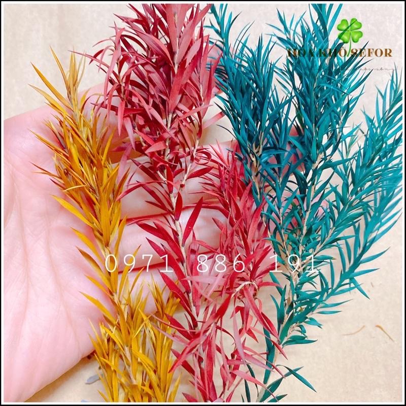 Oa lá Tràm khô mini, Trang trí decor cắm hoa, phụ kiện chụp ảnh sản phẩm, phụ kiện trang trí handmade, làm nến thơm