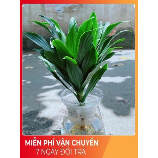 Chậu Phát Tài Thuỷ Sinh
