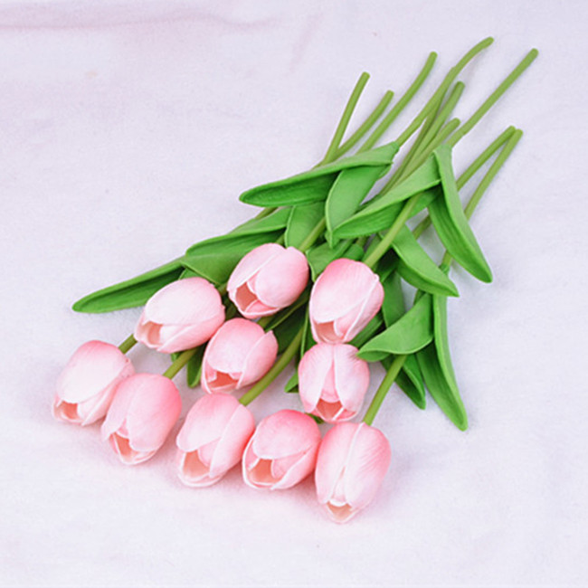 Hoa Tulip Hoa Tulip