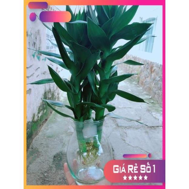 Chậu Phát Tài Búp Sen