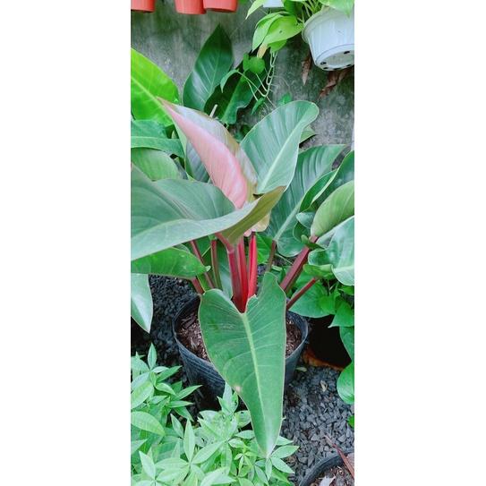 Trầu Bà Đế Vương Đỏ Nâu