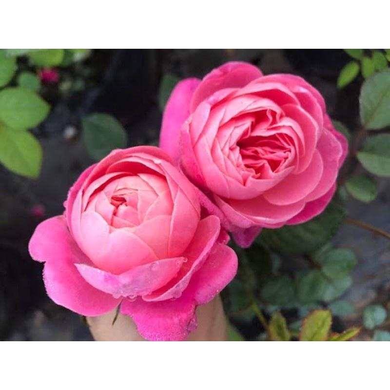 Hoa hồng Dream Light- bầu to cây lớn trưởng thành