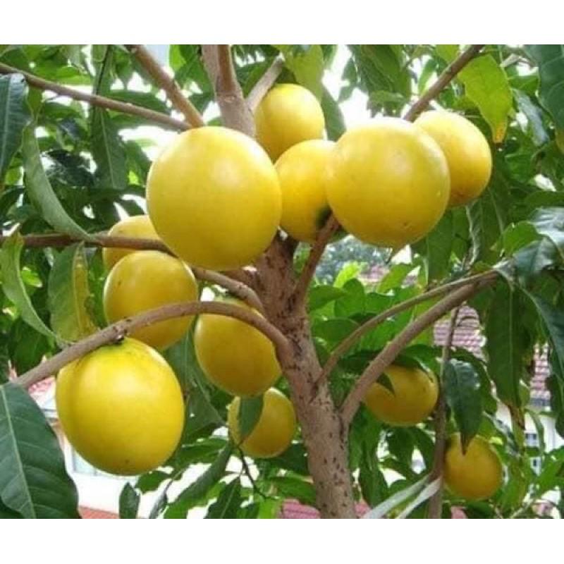 Cây Giống Vú Sữa Hoàng Kim trái lớn Cây ghép cành, cây lớn nhanh trái_Quả Siêu Ngọt