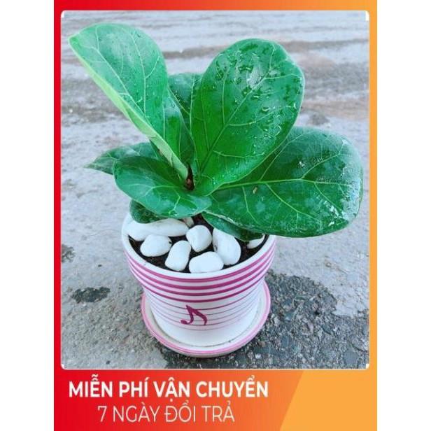 Chậu Bàng Singapore