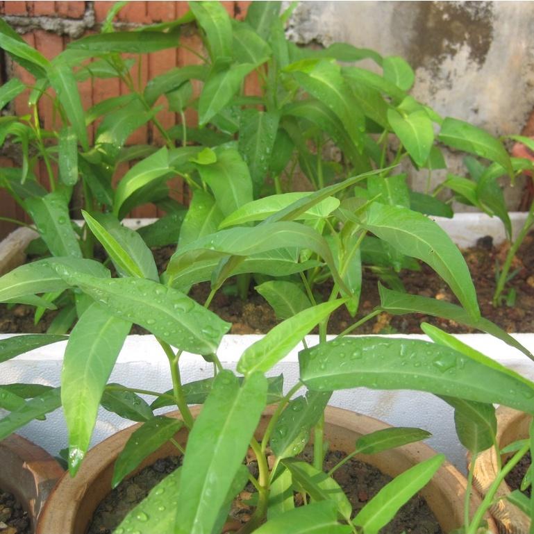 Hạt giống rau muống lá tre Rado 12 gói 50gr