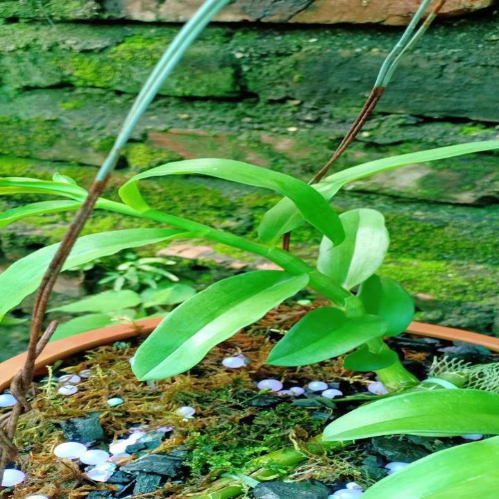 Hoa lan phi điệp - ám hòa bình