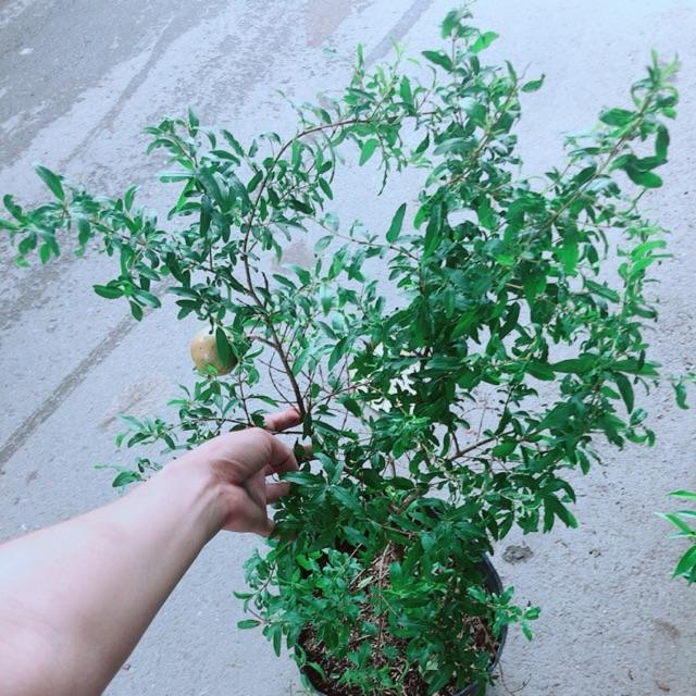 Giống Lựu Quả To