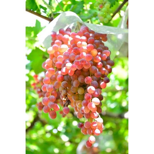 Giống Nho Ruby Hồng