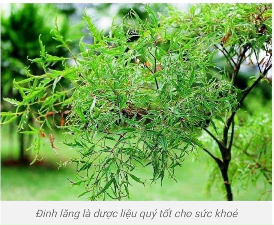 Trà Đinh Lăng MaikaFood - Giúp An Thần, Giảm Stress, Ngủ Ngon Hộp 25 Gói x 5g