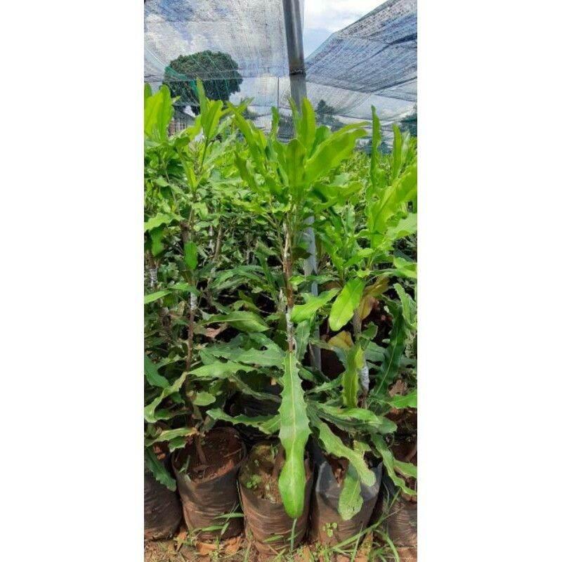 Cây giống MẮC CA OC ghép . ()