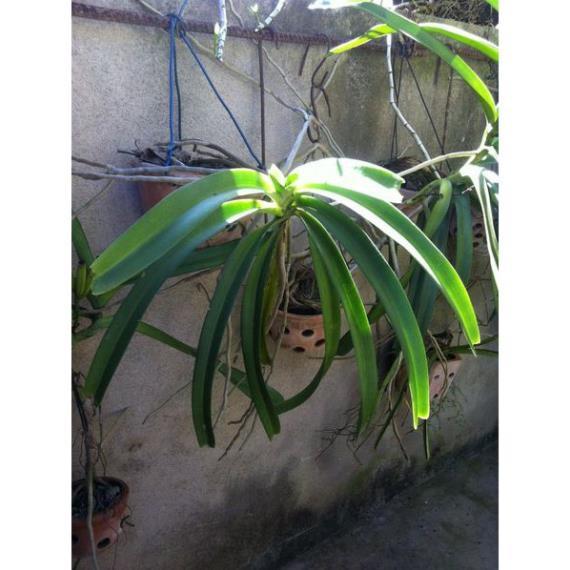 Hoa lan giáng hương đuôi chồn