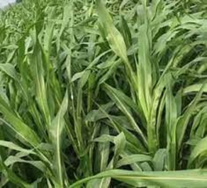 Hạt Giống Cỏ chăn nuôi SUDAN lai ,cỏ ngô - Gói 500gram
