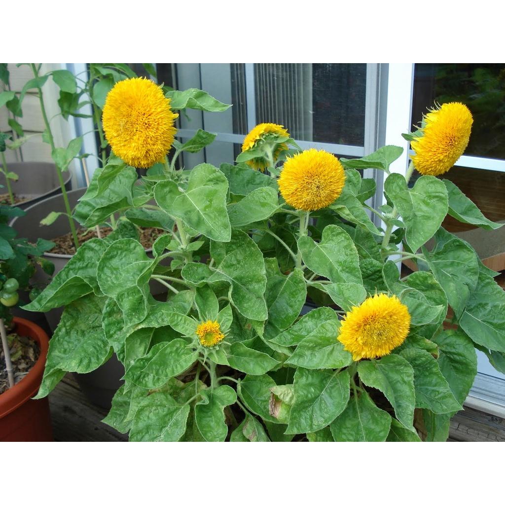 Gói 30 Hạt giống hoa hướng dương xù dễ trồng, lên đều bông to