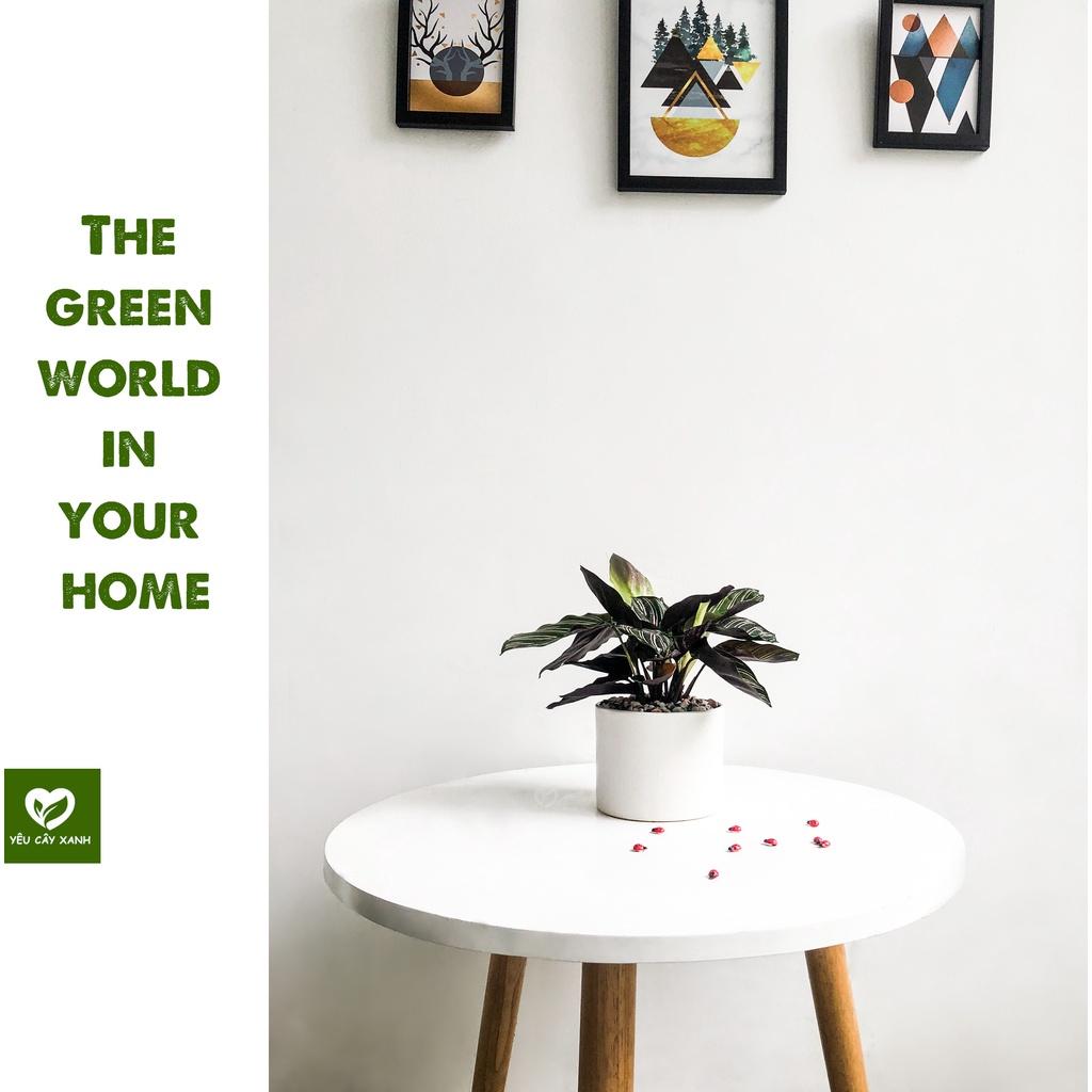Cây Đuôi Công Tím để bàn - Calathea Medallion