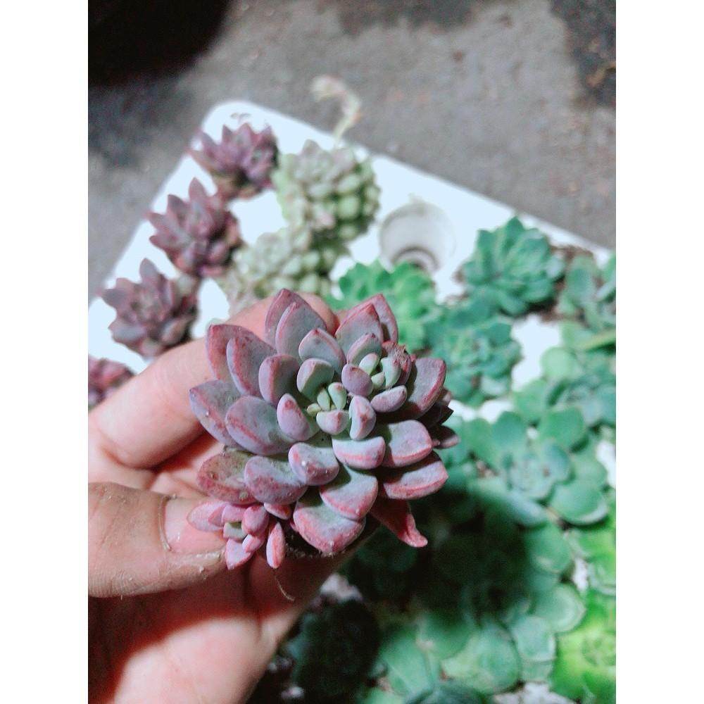 Combo 12 Cây Sen Đá