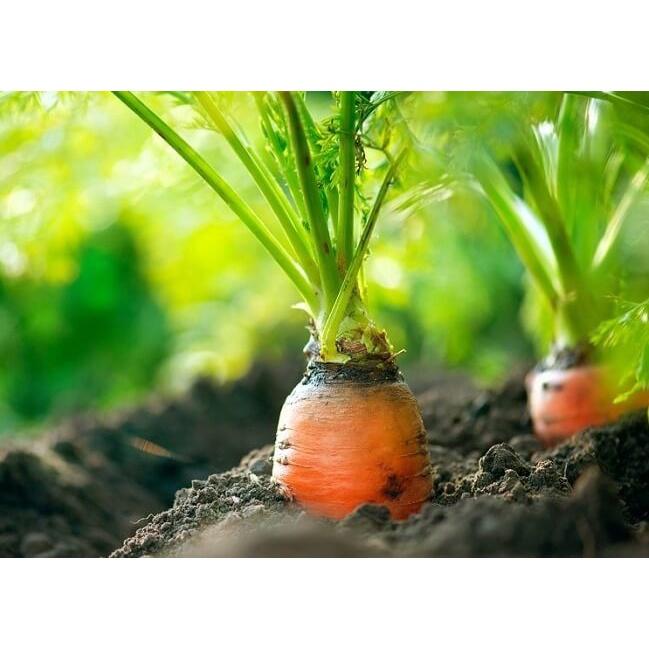 Hạt Giống Cà Rốt F1 Gói 1.5gr Chịu Nhiệt - Dễ Trồng - Củ Mập