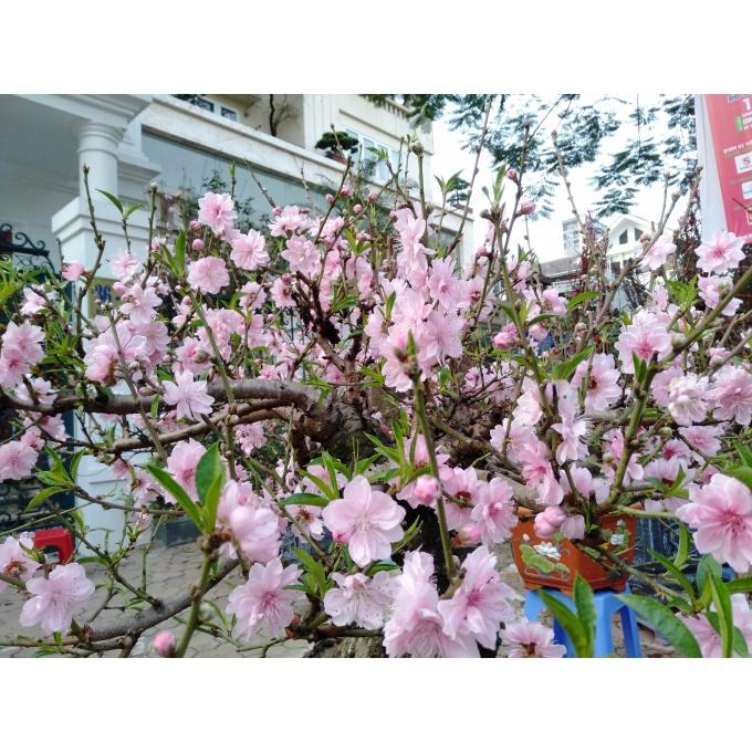 Cây đào mộc châu - cây giống
