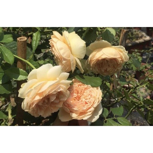 Hoa hồng ngoại Masora- bầu to cây lớn trưởng thành