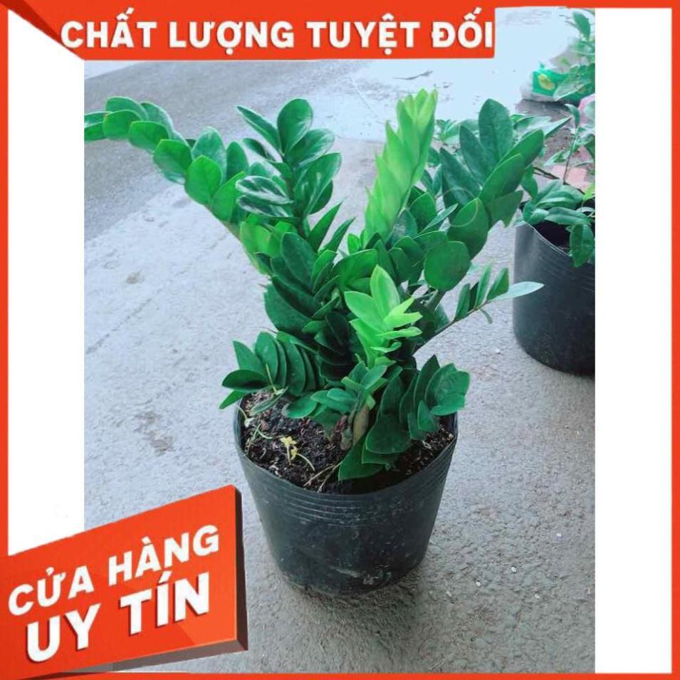 Kim Tiền Size Đại Nhiều Người Mua